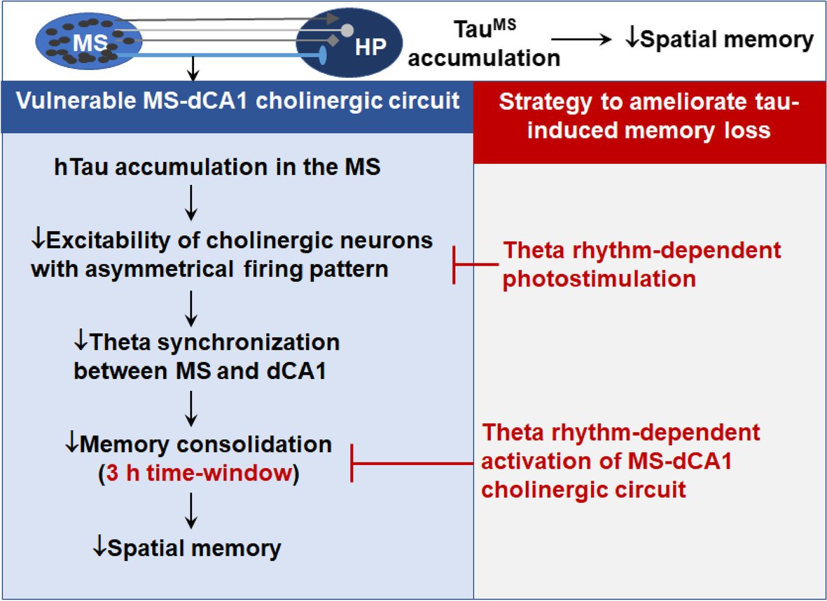 MolNeuro's tweet image. 'Targeting a vulnerable septum-hippocampus cholinergic circuit in a critical time window ameliorates tau-impaired memory consolidation'
Dongqin Wu, Nana Yu, Yang Gao... Yao Zhang, Ying Yang, Jian-Zhi Wang
#AlzheimersDisease #SpatialMemory
bit.ly/3GIPxEv