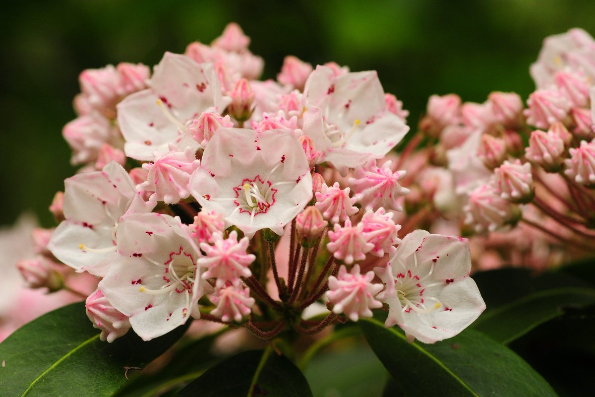 🌸 It won't be long until you see #pennsylvania's state flower, the Mountain Laurel, start to bloom. What other state do we share this flower with? Answer in the comments.
.
📷 Photo by Charlotte Pletcher
.
#visitpa #gooutside #flower #mountainlaurel