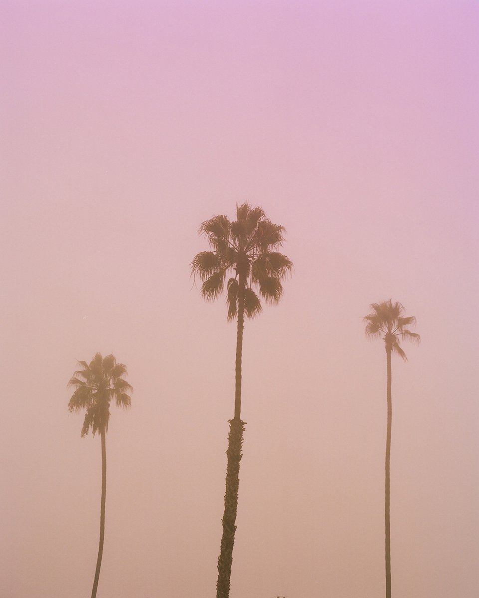dinokuznik's tweet photo. Pink isn't just a color https://t.co/LrDzh01h0Y
