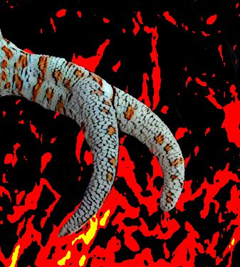 jevri_renoult's tweet photo. Another day 
Another piece of color from two Tail #gecko https://t.co/H5ydTgEiOO