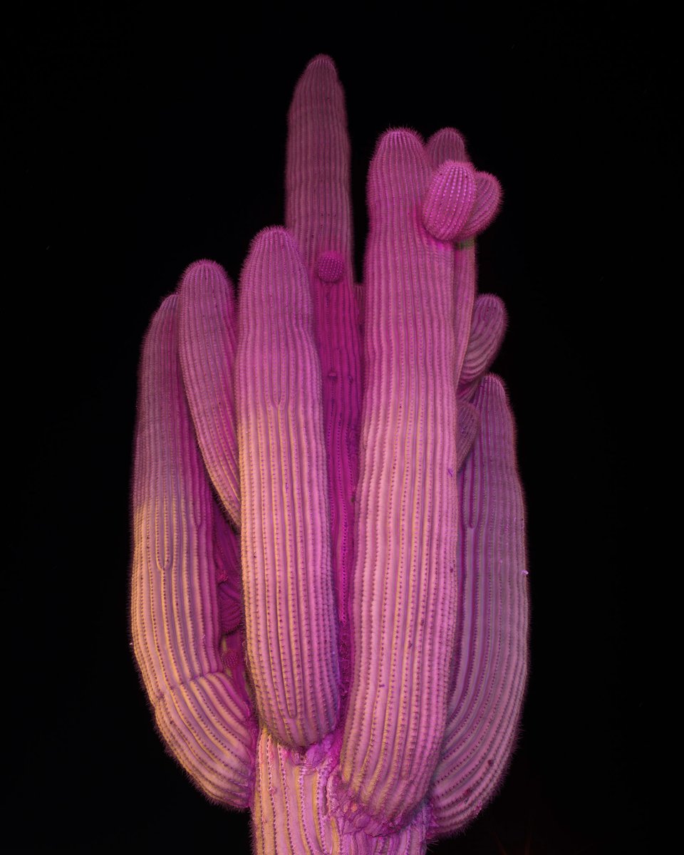 dinokuznik's tweet photo. Pink isn't just a color https://t.co/LrDzh01h0Y