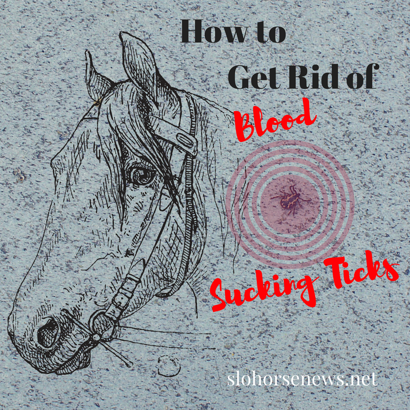 slohn's tweet image. 🐴 Weekly Scoop - - mailchi.mp/50a70f016b3a/w… All the rain we have enjoyed means we will probably have a bad year with ticks. 

#ticks #horsebackriding #trailriding #eradicateticks