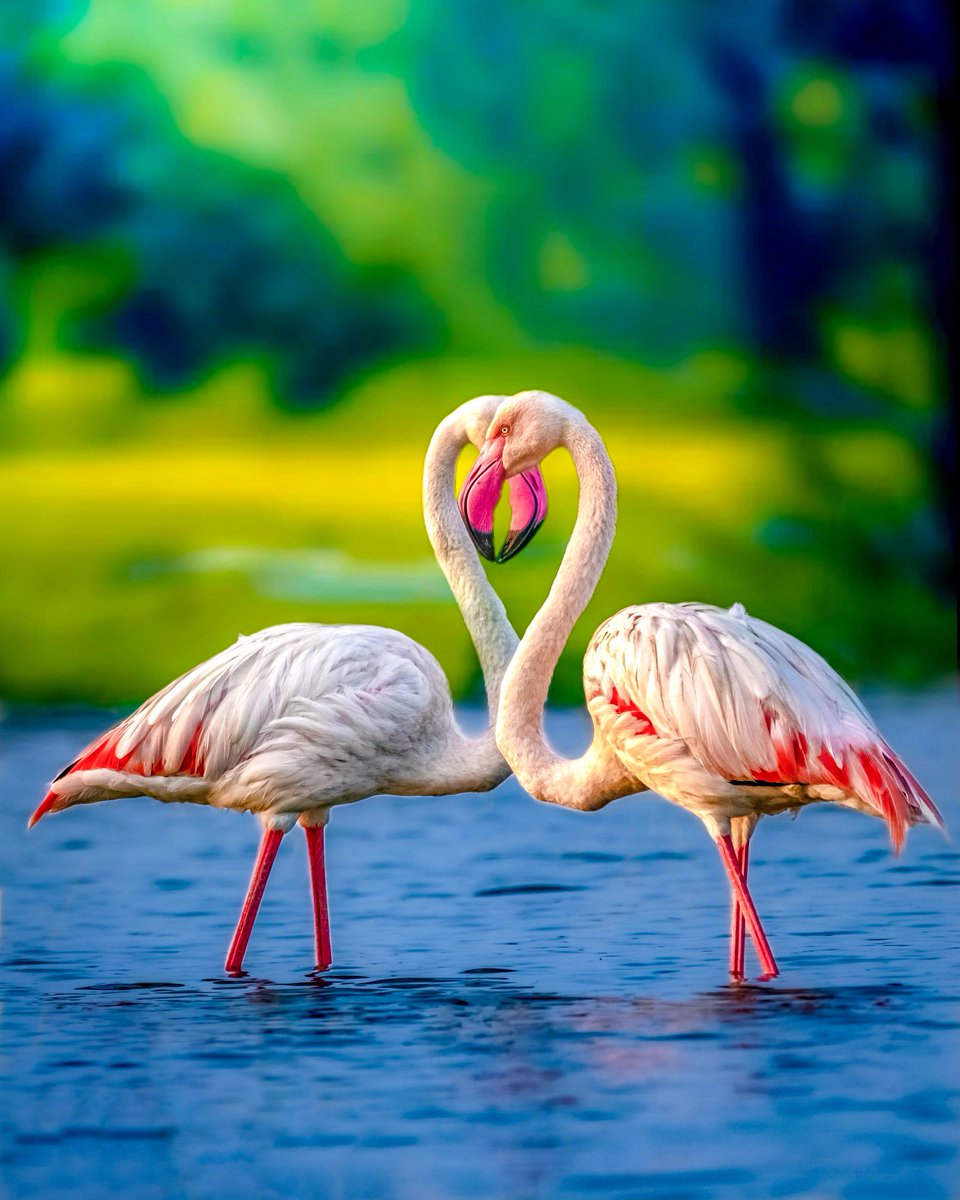 Nat Geo India tweet media