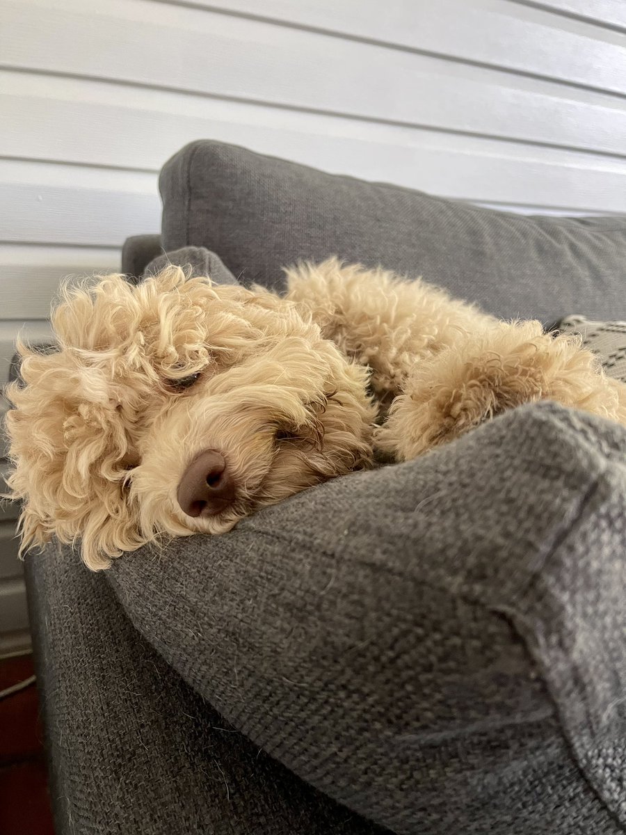 petsitco's tweet photo. The first picture is a lie 😂 #minilabradoodle #petsitter #petsitting #bentonvillearkansas #nwa #petsitco https://t.co/SwyTEMy0OI
