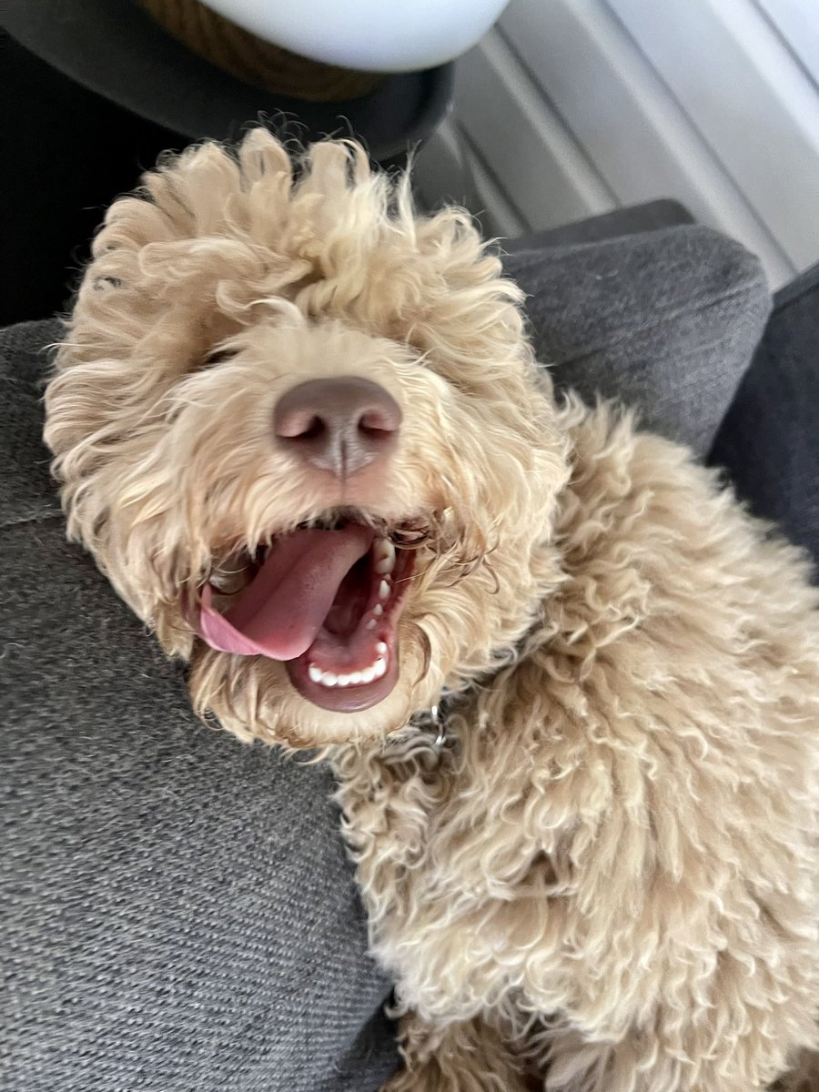 petsitco's tweet photo. The first picture is a lie 😂 #minilabradoodle #petsitter #petsitting #bentonvillearkansas #nwa #petsitco https://t.co/SwyTEMy0OI