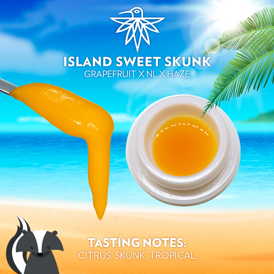 harmonyextracts's tweet photo. Feeling sweet and skunky with this Island Sweet Skunk! ๐๐ฆจ๐ด The citrus and tropical notes make for a flavorful high that's perfect for any occasion! #CannabisCommunity #FireInFireOut #QualityOverQuantity #ColoradoProud #Extracts #GetHarmonized #LiveBadder #HarmonyExtracts https://t.co/qtpe1tYThT
