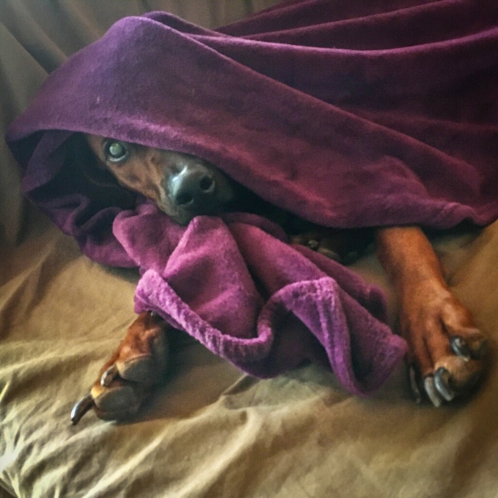 LPCNC's tweet photo. SHE SNORED SO LOUDLY THAT SHE WOKE UP! 😂

#dogsofinstagram #animallovers #smile #rhodesianridgeback @ridgebackcommunity https://t.co/EsD7AIELY7 https://t.co/v6phkrmIDn