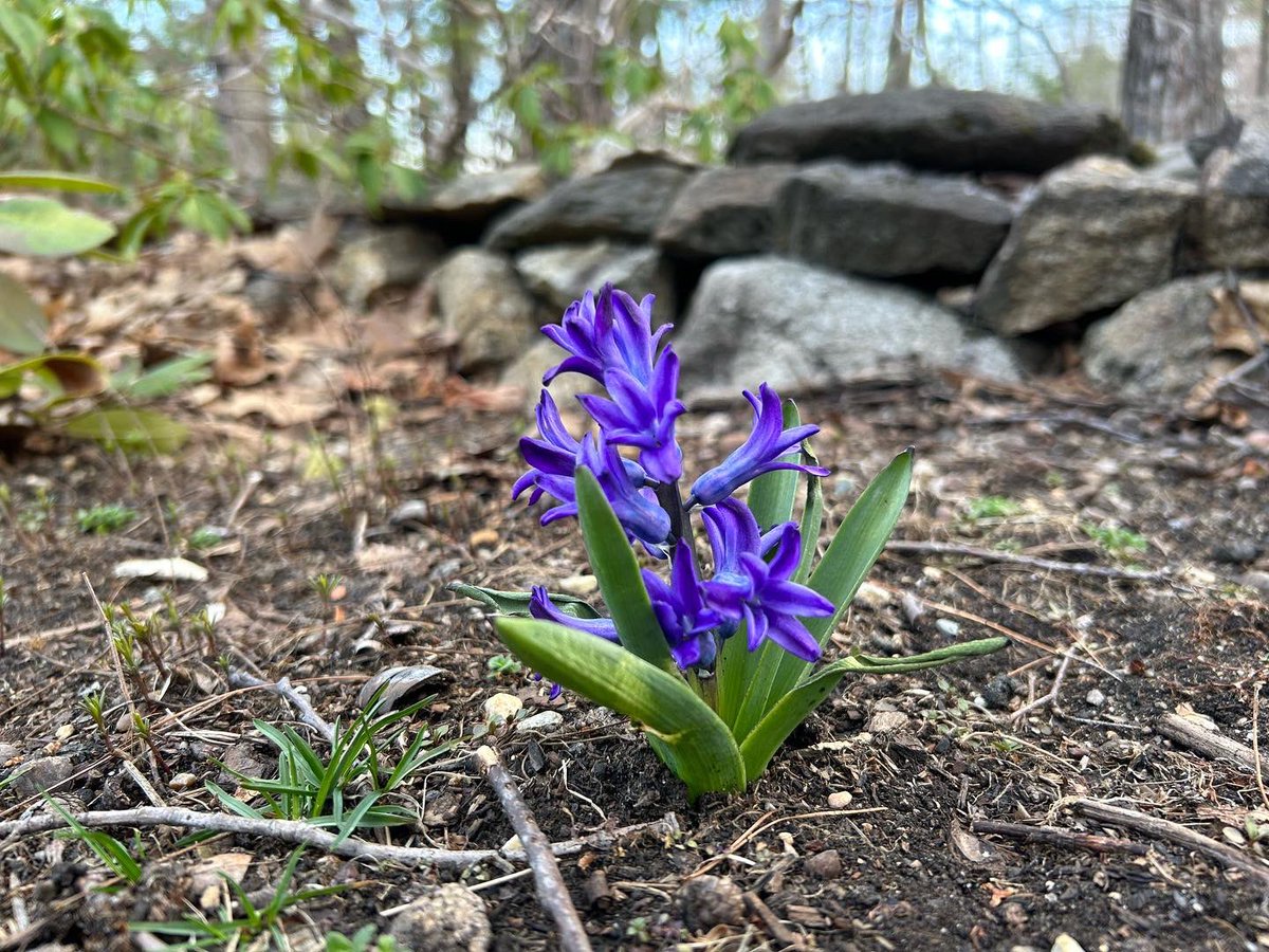 Hops, hostas and more starting to poke through. This brief blast of New England summer weather has us all ready to grow, be outside and enjoy our surroundings! 

#compost #soil #soilhealth #letsgrow #knowb4yougrow