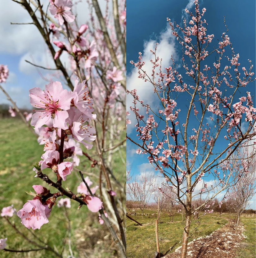 Another exciting addition to the #agroforestryopenweekend is Helen Browning's Eastbrook Farm! <a href="/Ben_Raskin/">Ben Raskin</a> will be giving guided tours at 10am and 1pm on May 20th. Booking essential!