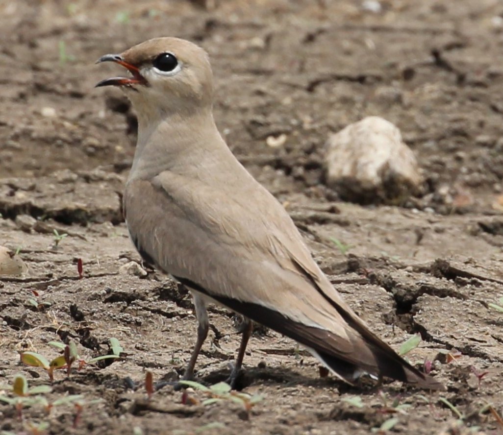 ronys75's tweet photo. Observed many of these, little chirping birds today .....
(Small Pratincole) https://t.co/T1HyfCD3jL