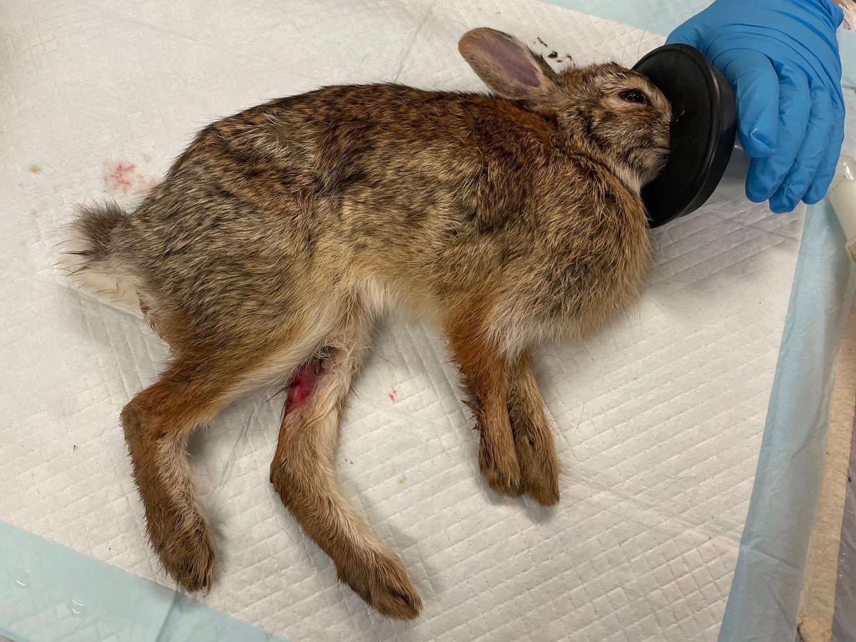 Thank you Animal Welfare League of Arlington for rescuing this young adult cottontail & working to rescue the others that were shot with blow darts on the 700-800s block of North Barton Street.