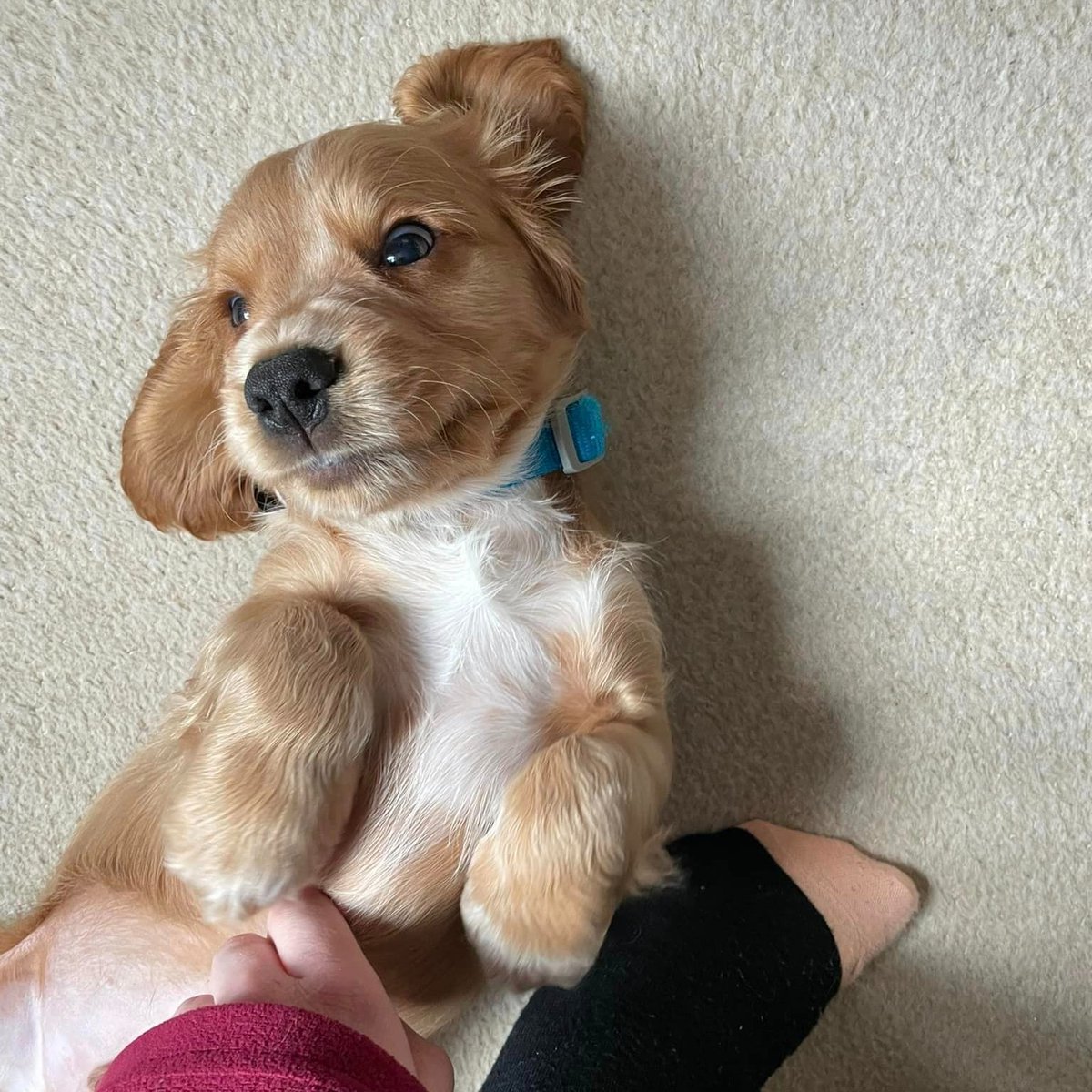 🐾 Dog Lovers Wanted 🐾

We are looking for volunteers to help care for and train adorable pups like Chip from their own home 🥰

You will have full support and guidance from a Hearing Dogs Dog Trainer in person and online.

Find out more here >> hearingdogs.org.uk/volunteering/p…