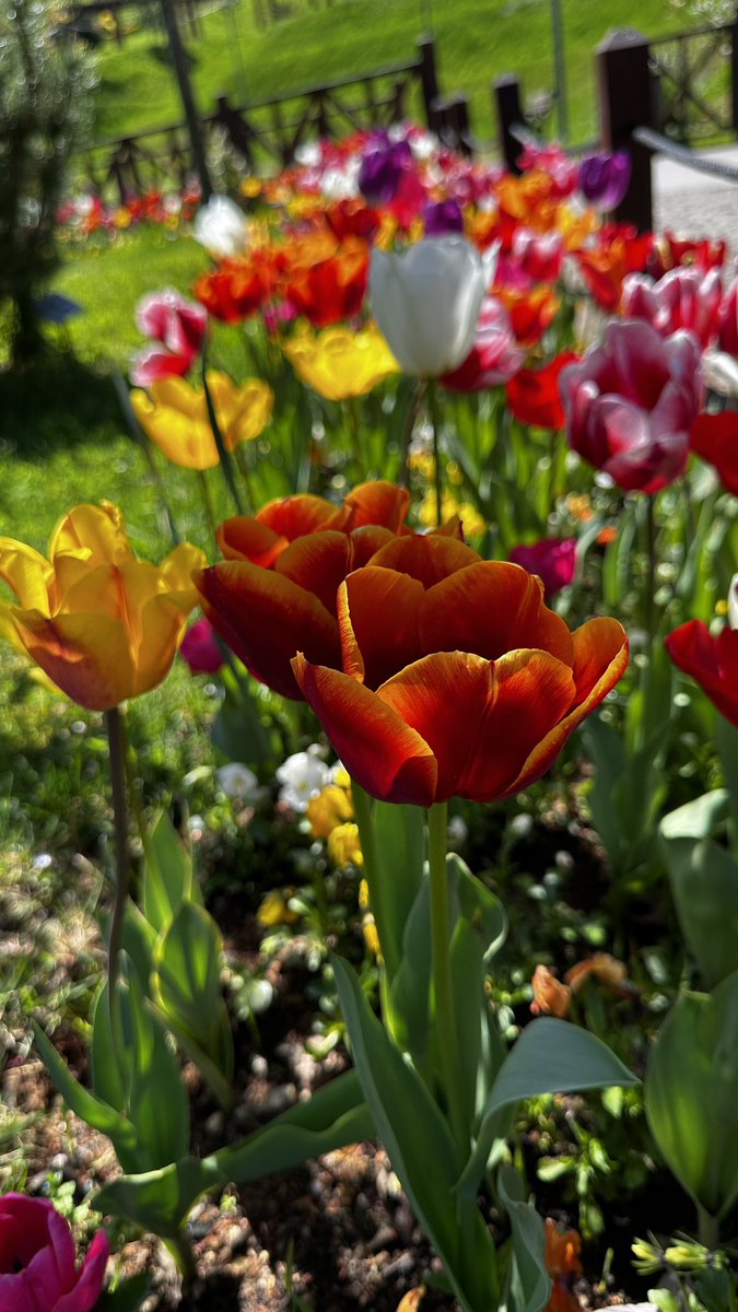 Bu ışıltıyı seviyoruz 😊🌷#botanical  #trabzonbotanik