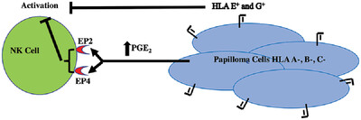 EurJImmunol's tweet photo. PGE2 expression by HPV6/11-induced respiratory papillomas blocks NK cell activation in patients with recurrent respiratory papillomatosis
Mohd Israr, Vincent R. Bonagura, and Colleagues
#HPV #NKcells #PGE2
https://t.co/WTrQgaKuIA https://t.co/0dxVNOWynj
