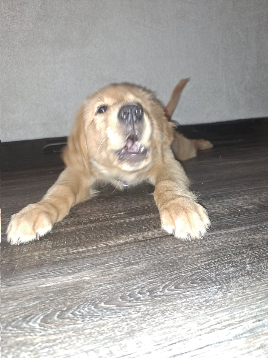 Bacon4EverEver tweet media