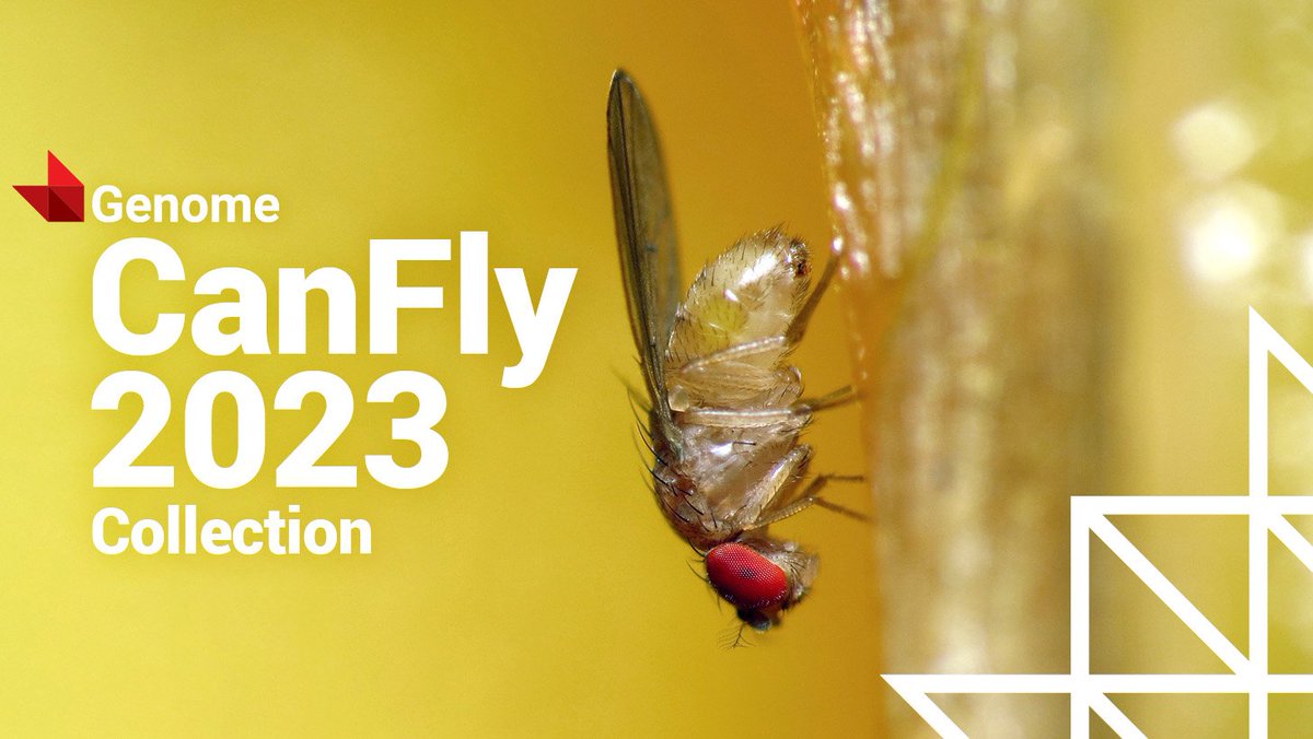 flymuscles's tweet image. There will be a special issue at Genome @cdnsciencepub  for the #Canfly 2023 meeting, to highlight Canadian #Drosophila research.  Free #openacess. We encourage brief communications and reviews. cdnsciencepub.com/topic/gen-canf…. @BiologistCJ