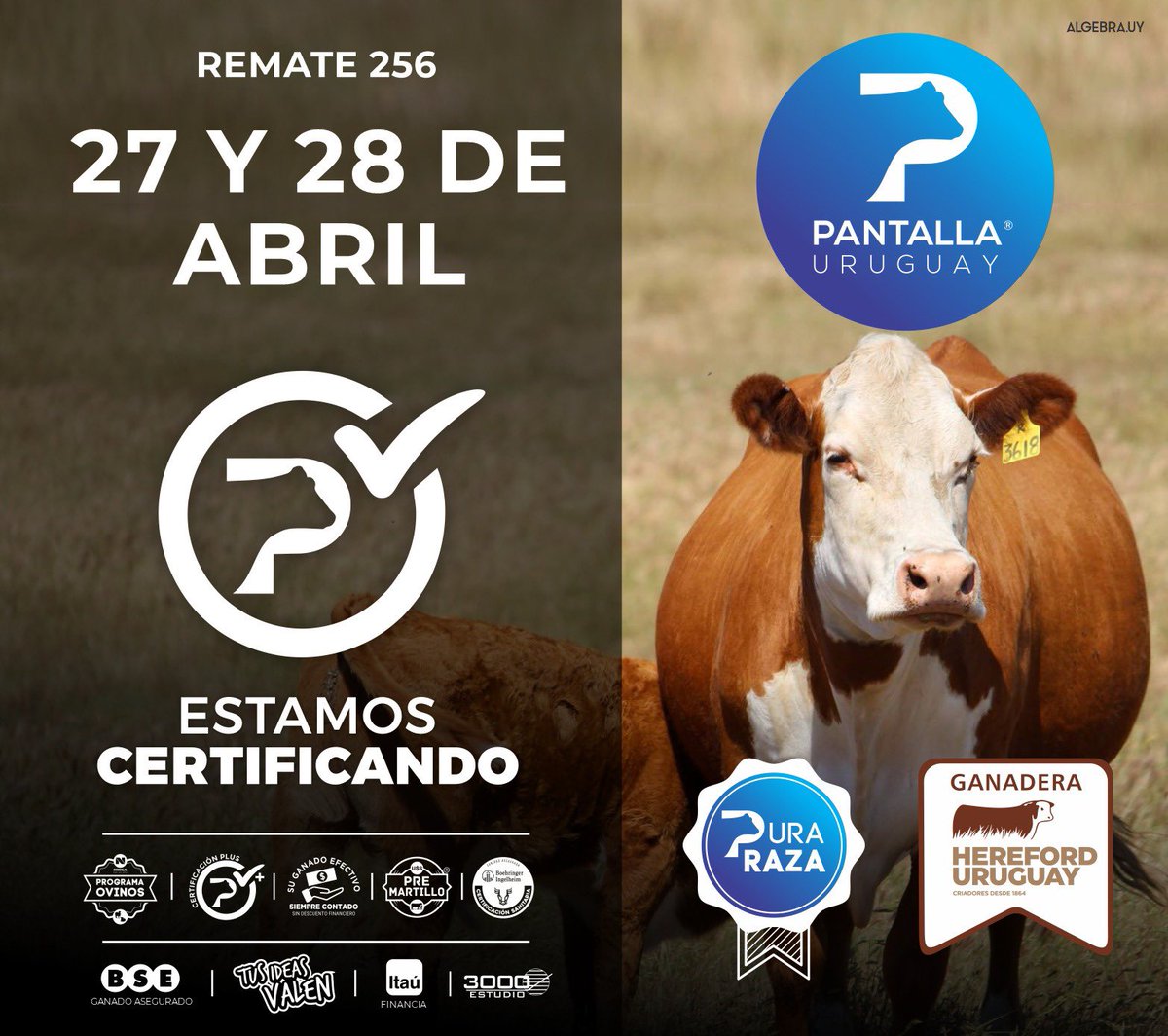 PantallaUruguay's tweet photo. ¡YA ESTAMOS CERTIFICANDO! Se viene el #Remate256 este 27 y 28 de Abril con una ganadera @hereforduy. 

Pantalla Uruguay, ¡TODO GANADO!

@bseuruguay @BoehringerSA @ItauUruguay https://t.co/9RHseSrkhr
