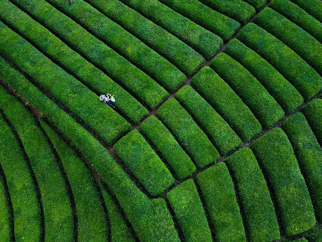 Rize’s tea plantations offer an explosion of greenery. Take in the breathtaking beauty: #Rize

📸 IG: osmanmaasoglu