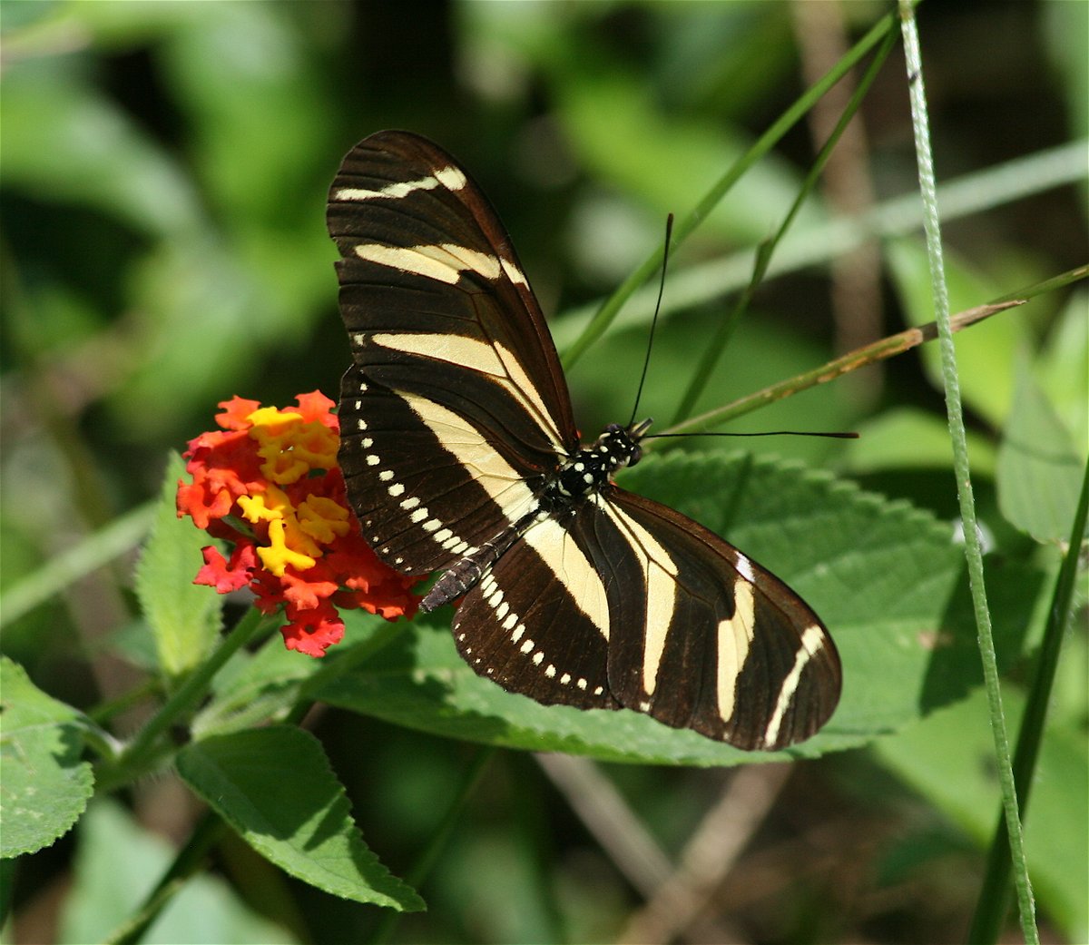 MyBlueEconomy's tweet image. #butterflies do not flap their wings, but fly turning into figure 8, creating lower pressure above wing &amp;amp; higher pressure underneath creating over-lift causing #Weird patterns of #Flights, permitting them to windsurf anywhere. Makes it hard for predators to catch them. Smart!