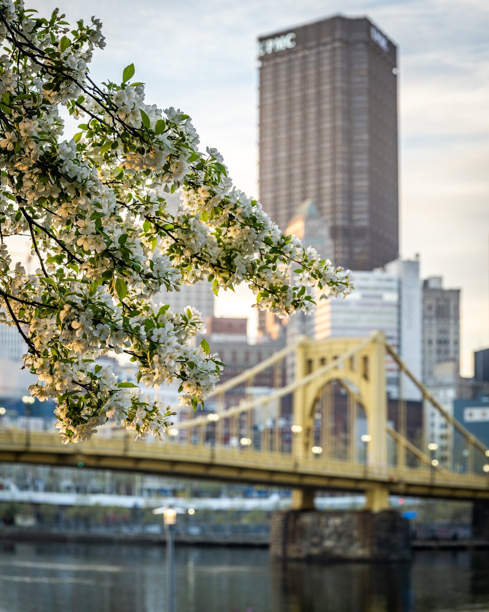 Spring in #Pittsburgh 
#Nikon #Z7ii