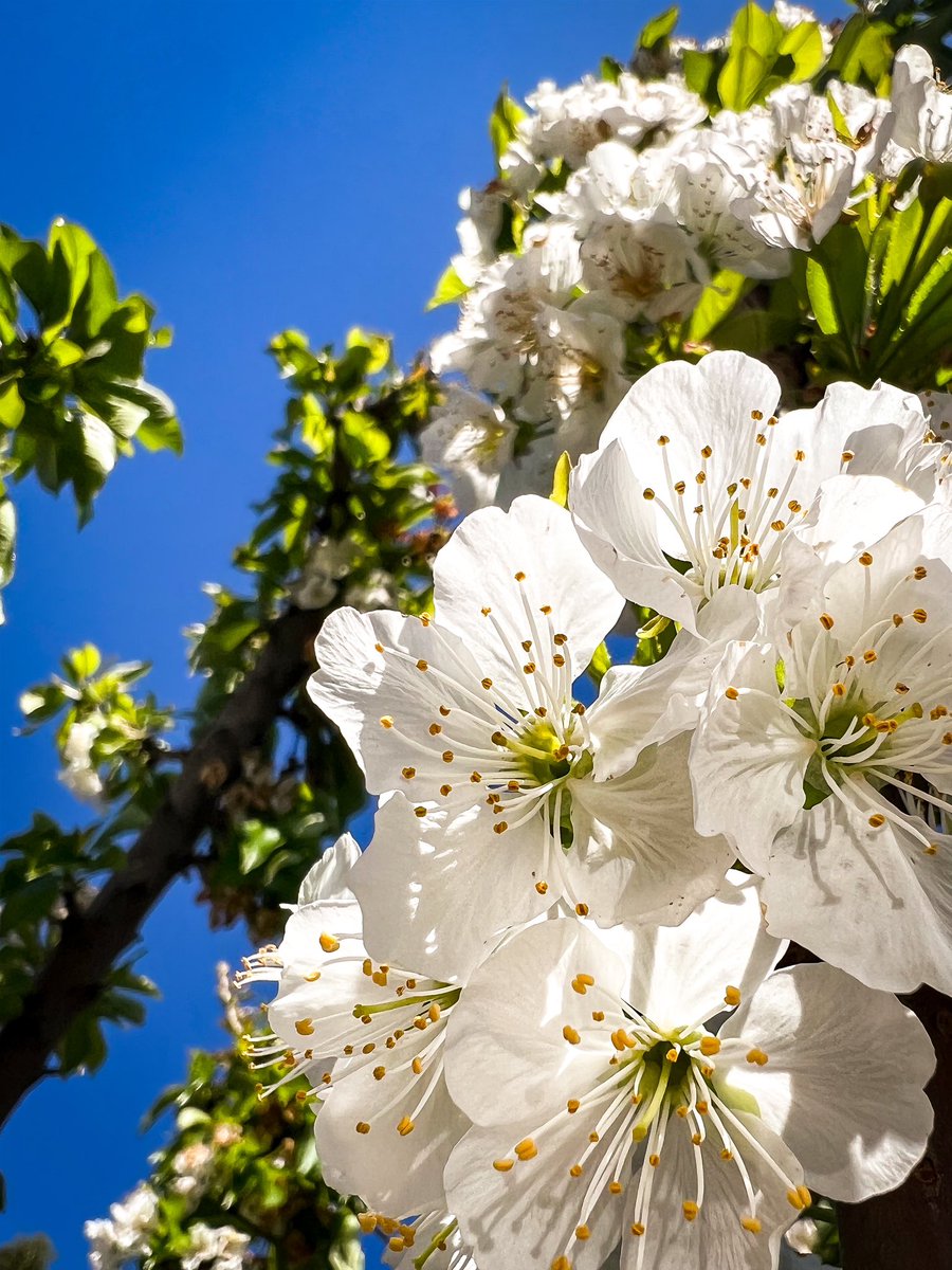 PureFreshSales's tweet photo. The fruit season is upon us and exciting times are around the corner! A beautiful bloom display of our Rainier Cherries signifies what is yet to come. Stay tuned...

#PureFreshSales #orchard #Cherry #Cherries #RainierCherry #Ag #MyJobdependsonAg #fruit #futurefarmers #California https://t.co/SJkoA3mPFb