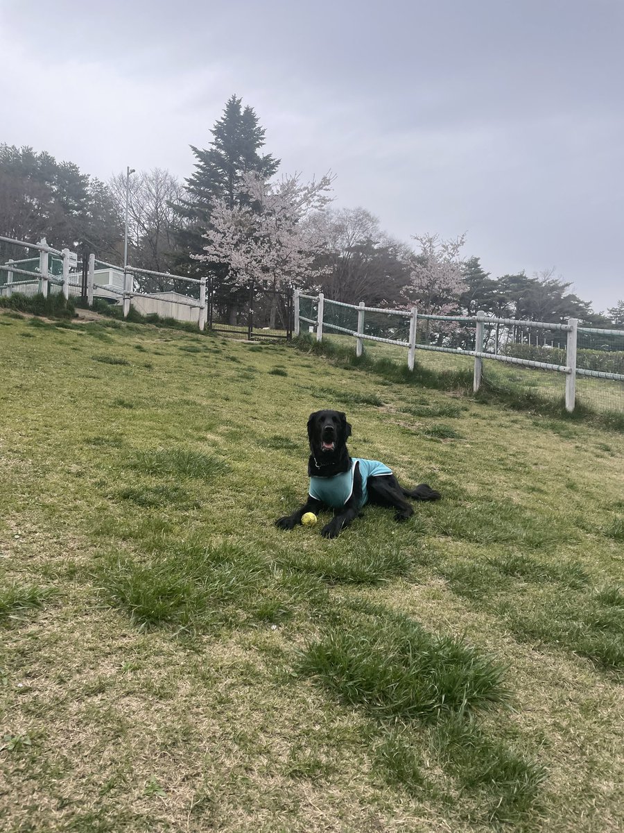 luketheflat's tweet photo. 久しぶりにドックランきたら、誰もおラン。
でも標高高いから桜がまだ満開だったよ。

#flatcoatedretriever  #フラットコーテッドレトリバー https://t.co/kMSNSvJj94