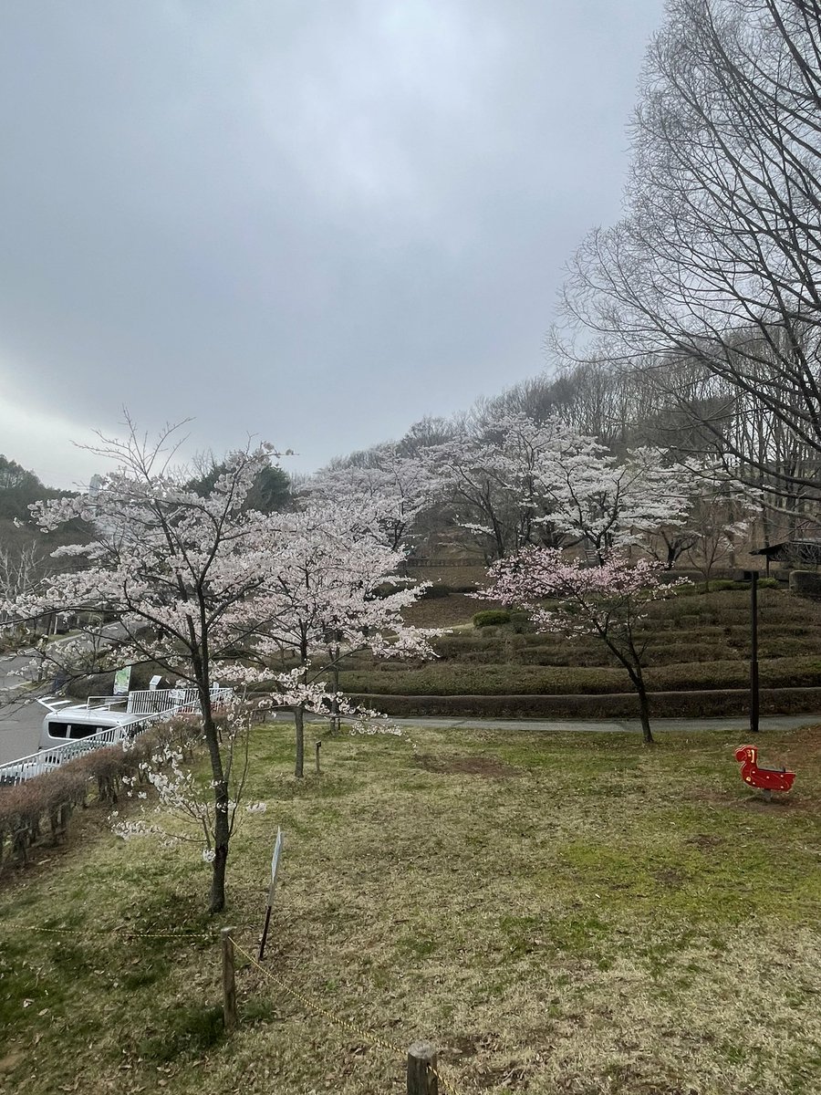 luketheflat's tweet photo. 久しぶりにドックランきたら、誰もおラン。
でも標高高いから桜がまだ満開だったよ。

#flatcoatedretriever  #フラットコーテッドレトリバー https://t.co/kMSNSvJj94