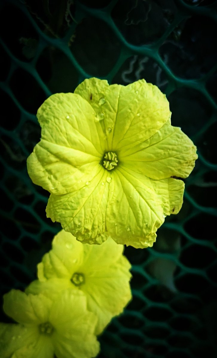 ChittiPanditi's tweet photo. ##Beera flower https://t.co/UKhieAq8Is