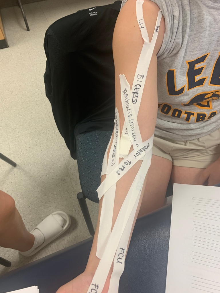 Pitt_ATP's tweet photo. Geeking out on upper extremity evaluation! π€π Tracking the origin and insertion of key muscles in the upper arm, forearm, and wrist. Anatomy knowledge is crucial in assessing and treating injuries. #UpperExtremityEvaluation #AnatomyMatters #H2P #AT4ALL #PittATP #BoldMovesSHRS https://t.co/CnCEph8ttz