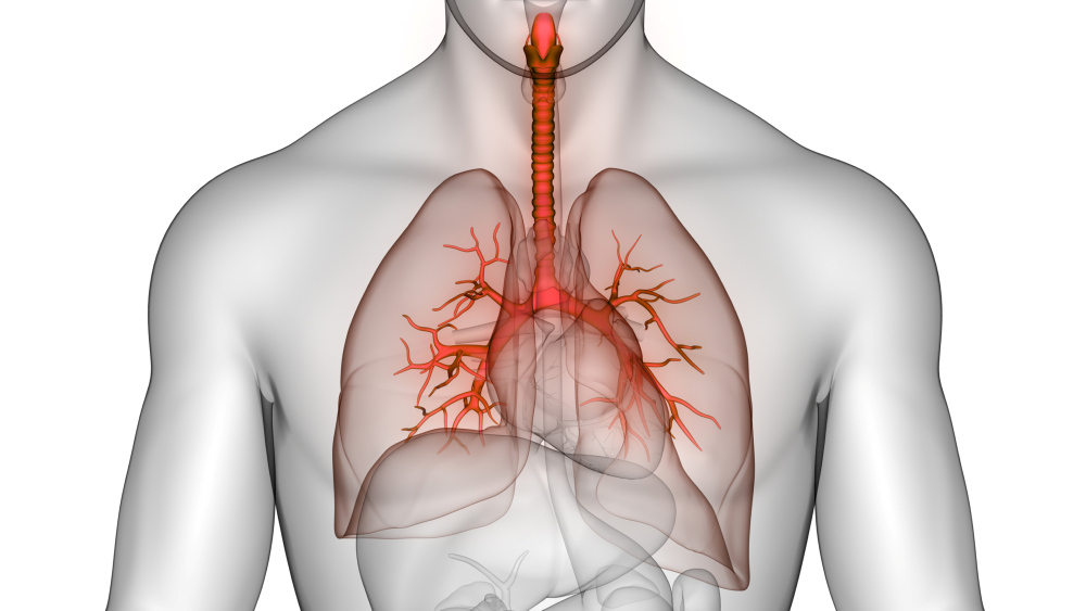 #BMCPulmMed welcomes submissions to a new collection on 'Brain-lung crosstalk'. Guest Edited by @DeniseBatt25, @chiara_robba, @SWahlster and Dr James Town @UW. To find out more, visit <biomedcentral.com/collections/BL…>