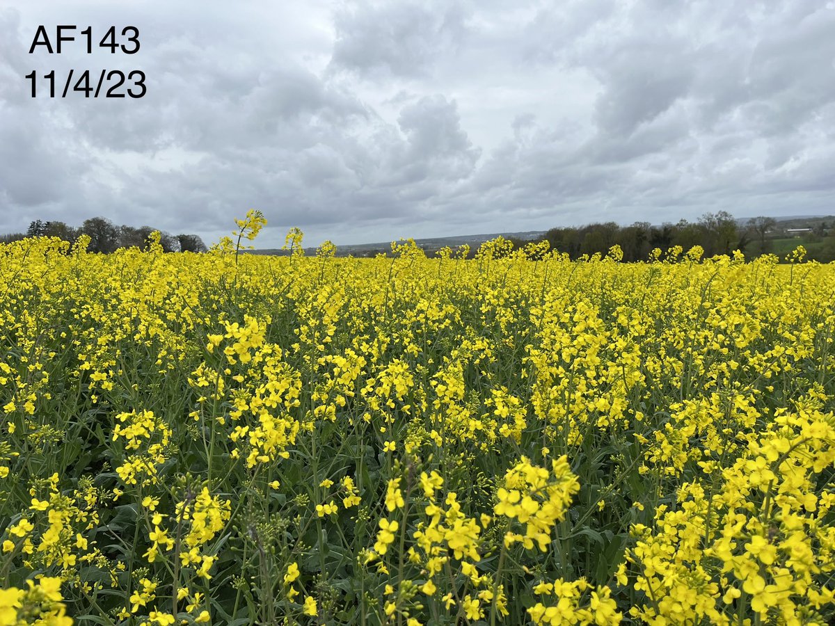 Christophe Mougel tweet media