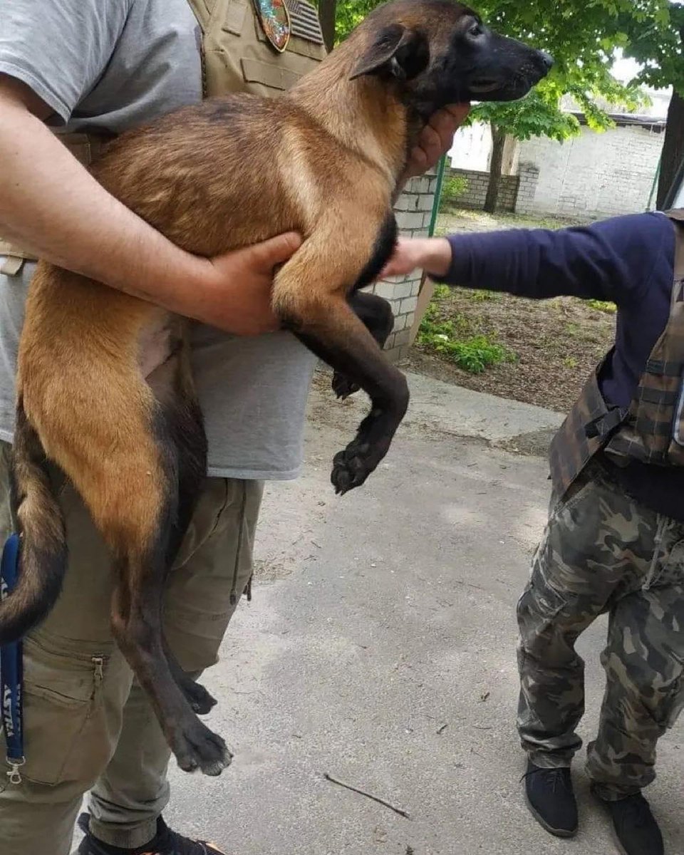 cqk5az07dhd80hg's tweet photo. Friends, today is the anniversary of Russia's invasion of the territory of the independent state of Ukraine. Today we celebrate the year of Invincibility. We would also like to speak out and could not remain silent today.
#voiceforthevoiceless #recuedog #UKRAINE #helpless #help https://t.co/lSx2UmtObX