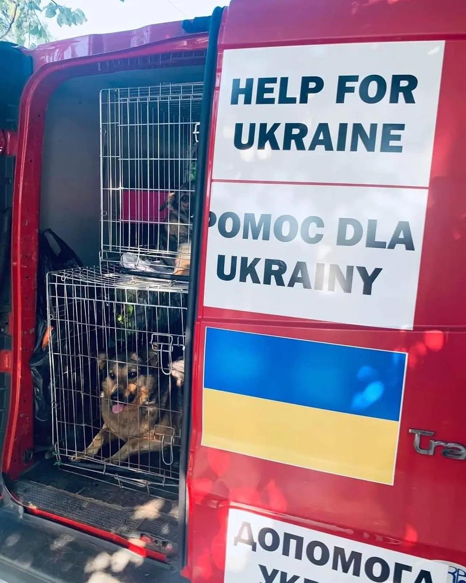cqk5az07dhd80hg's tweet photo. Friends, today is the anniversary of Russia's invasion of the territory of the independent state of Ukraine. Today we celebrate the year of Invincibility. We would also like to speak out and could not remain silent today.
#voiceforthevoiceless #recuedog #UKRAINE #helpless #help https://t.co/lSx2UmtObX