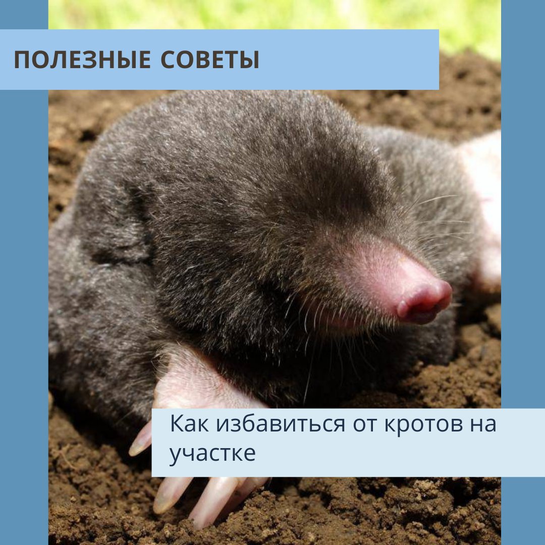 zemmir_spb's tweet photo. Кроты перекопали весь участок? Тогда следующий совет для вас:

1. Засыпать кротовые ходы неприятными для них бытовыми и органическими отходами, такими как: свиной или козий помет, рассол селедки. Также подойдет менее гуманный способ — это раствор бензина… https://t.co/a5aeEXmpu2 https://t.co/tQhPpoxxP7