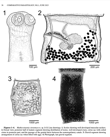 New in Comparative Parasitology!

A New Species of Mathevotaenia (Cestoda: Anoplocephalidae) from the Andean Tuco-Tuco, Ctenomys opimus (Rodentia: Ctenomyidae), on the Altiplano of Bolivia

By: Scott L. Gardner, Bennett A. Grappone, and Alex Lai

doi.org/10.1654/COPA-D…