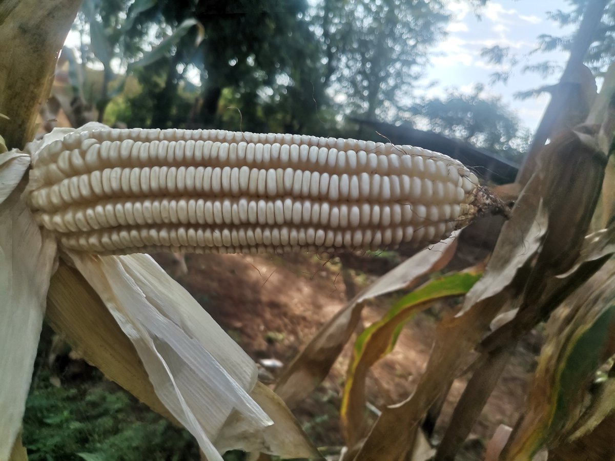 Baba Kupakwashe (@jerrykudakwashe) on Twitter photo Excited about this pfumvudza yields. Zero synthetic chemicals, all nature based soil health and plant health additives. We just need to transform our minds to believe the potential of Agroecology in transforming Agriculture for smallholder farmers. It's heirloom seed <a href="/fpc_online/">Fambidzanai Permaculture Centre ZWE</a> Excited about this pfumvudza yields. Zero synthetic chemicals, all nature based soil health and plant health additives. We just need to transform our minds to believe the potential of Agroecology in transforming Agriculture for smallholder farmers. It's heirloom seed <a href="/fpc_online/">Fambidzanai Permaculture Centre ZWE</a>