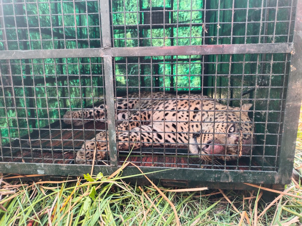 LMiltonTOI's tweet photo. A #leopard,  5 yrs, walked straight into a trap in Koosegowdanahundi village in HD Kote. Forest department officials had placed a cage following complaints from residents after the killing of livestock in their village. The big cat was later released into the woods https://t.co/u0MWCcOkZe