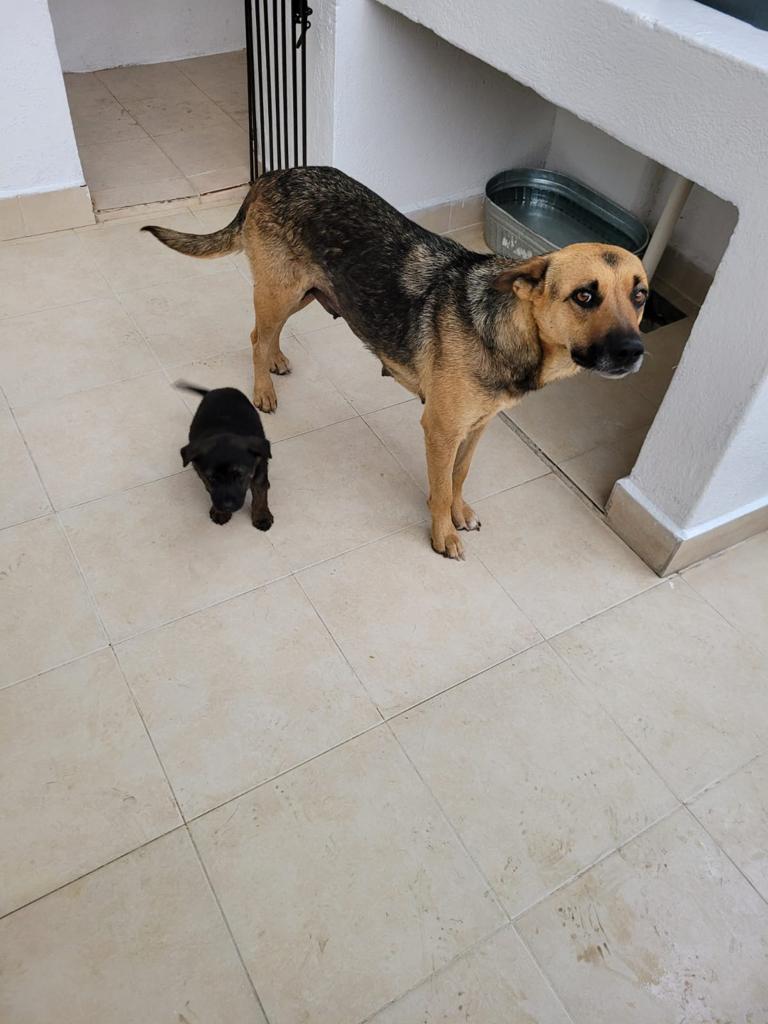 Dcyon's tweet photo. #BuscoCasita Mamá e hija. No tienen que irse juntas. A la mama le dieron un #Balazo #Esterilizada #CDMX la cachorra se esteriliza a los 4-5 meses. Info 5555040979 #protocolocompleto y en proceso la cachorra #AdoptaNoCompres #AdoptaUnÁngel #FelizViernes https://t.co/0Nz02M5QHI