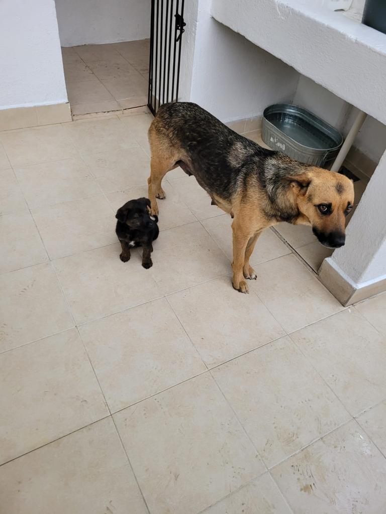 Dcyon's tweet photo. #BuscoCasita Mamá e hija. No tienen que irse juntas. A la mama le dieron un #Balazo #Esterilizada #CDMX la cachorra se esteriliza a los 4-5 meses. Info 5555040979 #protocolocompleto y en proceso la cachorra #AdoptaNoCompres #AdoptaUnÁngel #FelizViernes https://t.co/0Nz02M5QHI