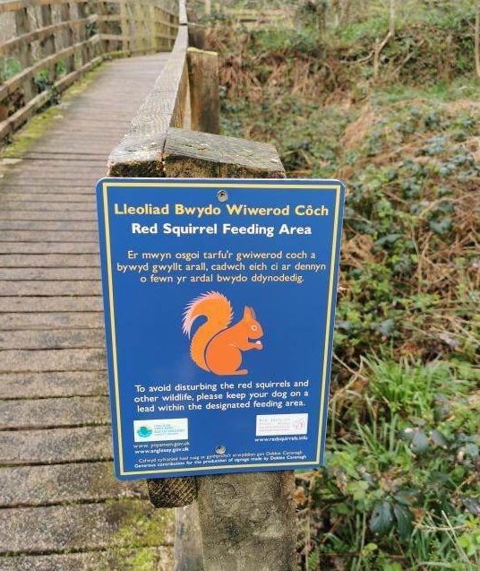 Welshsquirrels's tweet photo. Thank you @angleseycouncil for the fabulous new signs in the Dingle. Keep red squirrels safe, keep dogs on a lead! #Magicalmammals https://t.co/lXhJalxF9I