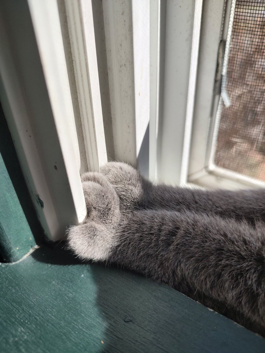 peanutbudderj's tweet photo. check out my aunt Sheba 🤭 she's old like me and she lives in Vermont! check out those toes! 🥰😍 #catsoftwitter #cute #CatsAreFamily https://t.co/H4abFNFk1h