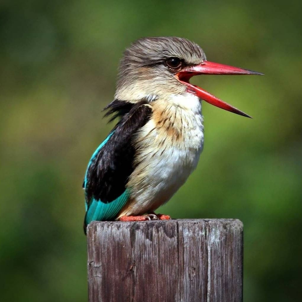 tugela1's tweet photo. @sykesjeff Brown-hooded Kingfisher, calling for his dinner KZN, South Africa. https://t.co/g1a7Gm9SZ8