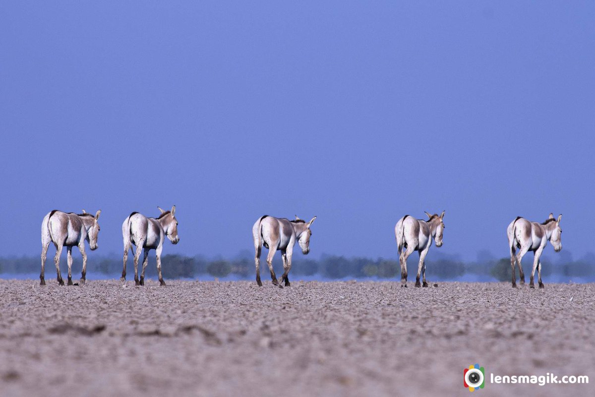 Indian Wild Ass bit.ly/IndianWildAss Indian Onager #Indianwildass #Indianonager #gudkhar #wildasssanctuary #sanctuaryingujarat #wildasspopulation #littlerannofkutch #LRK #wildlifeGujarat #gjwildlife #wildlifephotography #canonphotography