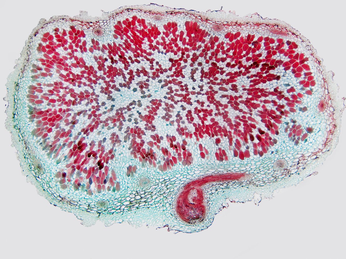 This is a cross-section of a root nodule formed by the nitrogen-fixing bacteria rhizobium in symbiosis with a plant from the legume family.

Within the nodule, bacteria convert atmospheric nitrogen into a plant-available form.

Several key minerals drive this vital process.