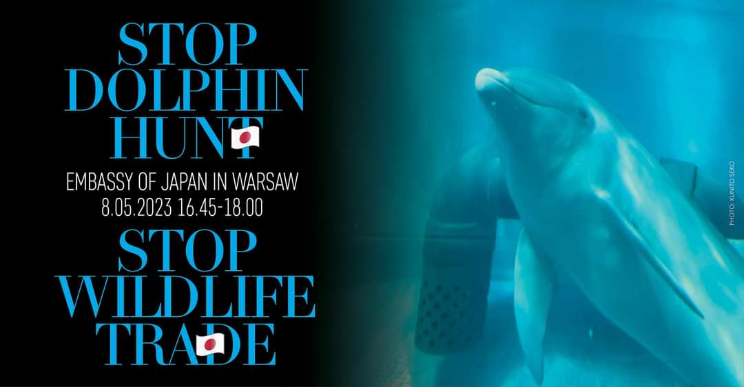 ZuziaKramer's tweet image. On May 8, @WDDefenders will remind the 🇯🇵 @JapaneseGov that we have not stopped working and supporting Japanese activists in the fight to stop dolphin hunting in #Taiji/#Wakayama.
This must end‼️
Lets do it globally 🌐 !!! 
facebook.com/events/s/hope-…
🐬 🌏🐬🌎🐬🌍🐬