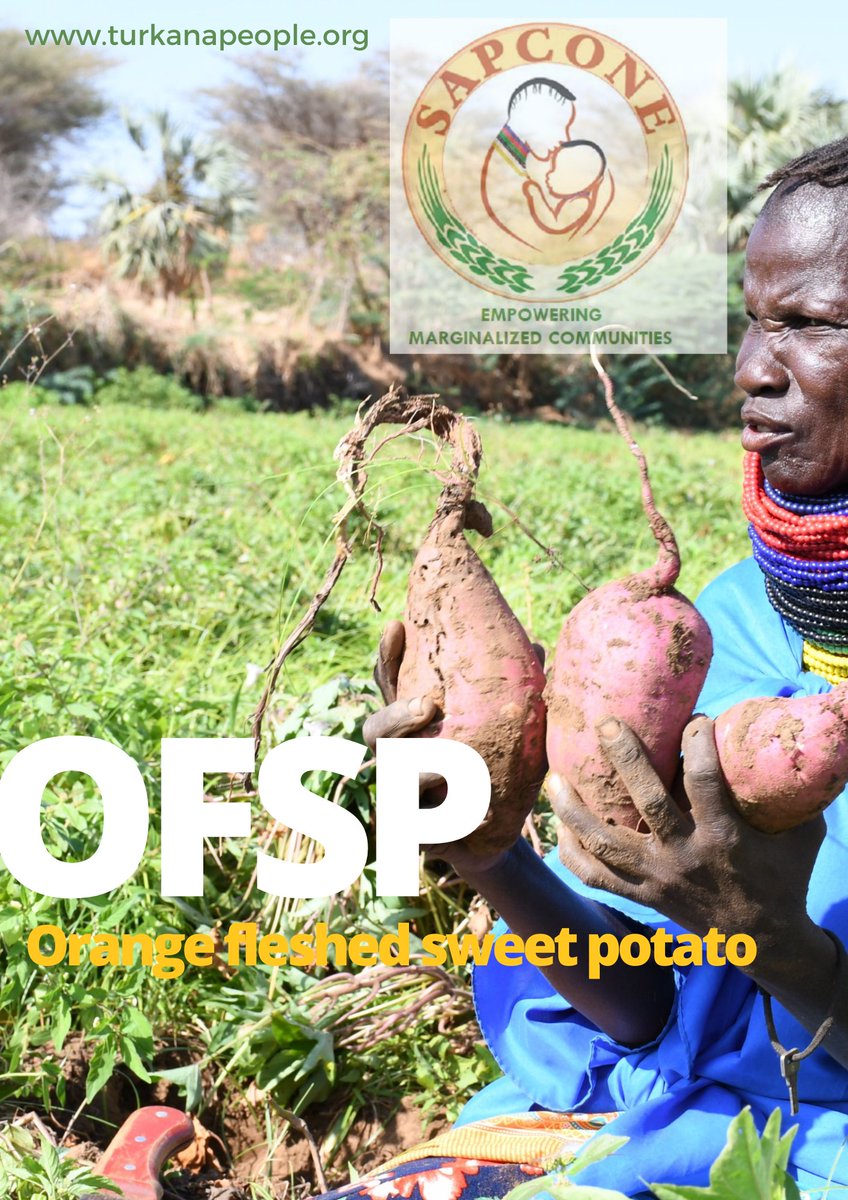 SAPCONE's tweet image. All set for @SAPCONE! 

We have Pitched today a tent at @KNCCITurkana Business Expo in Lodwar Livestock Market ( 14th-15th April) to showcase on the Orange Fleshed Sweet Potato #OFSP products in Turkana. 

@FAOKenya @ChildFundKenya @HarvestPlus @DCA_Kenya @DanChurchAid @FAOAfrica
