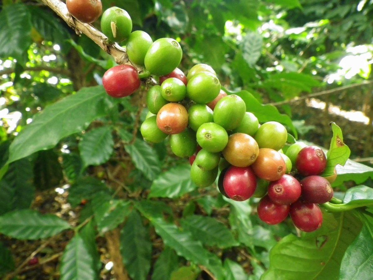 SlowFoodCerrado's tweet photo. Dia Mundial do Café! ☕️🎉 O cerrado brasileiro é o berço do café no Brasil, mas o desmatamento e a expansão desordenada da agricultura têm causado sérios danos ao bioma e à produção de café. https://t.co/TzhST2kC53