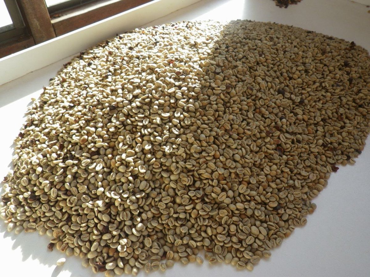 SlowFoodCerrado's tweet photo. Dia Mundial do Café! ☕️🎉 O cerrado brasileiro é o berço do café no Brasil, mas o desmatamento e a expansão desordenada da agricultura têm causado sérios danos ao bioma e à produção de café. https://t.co/TzhST2kC53