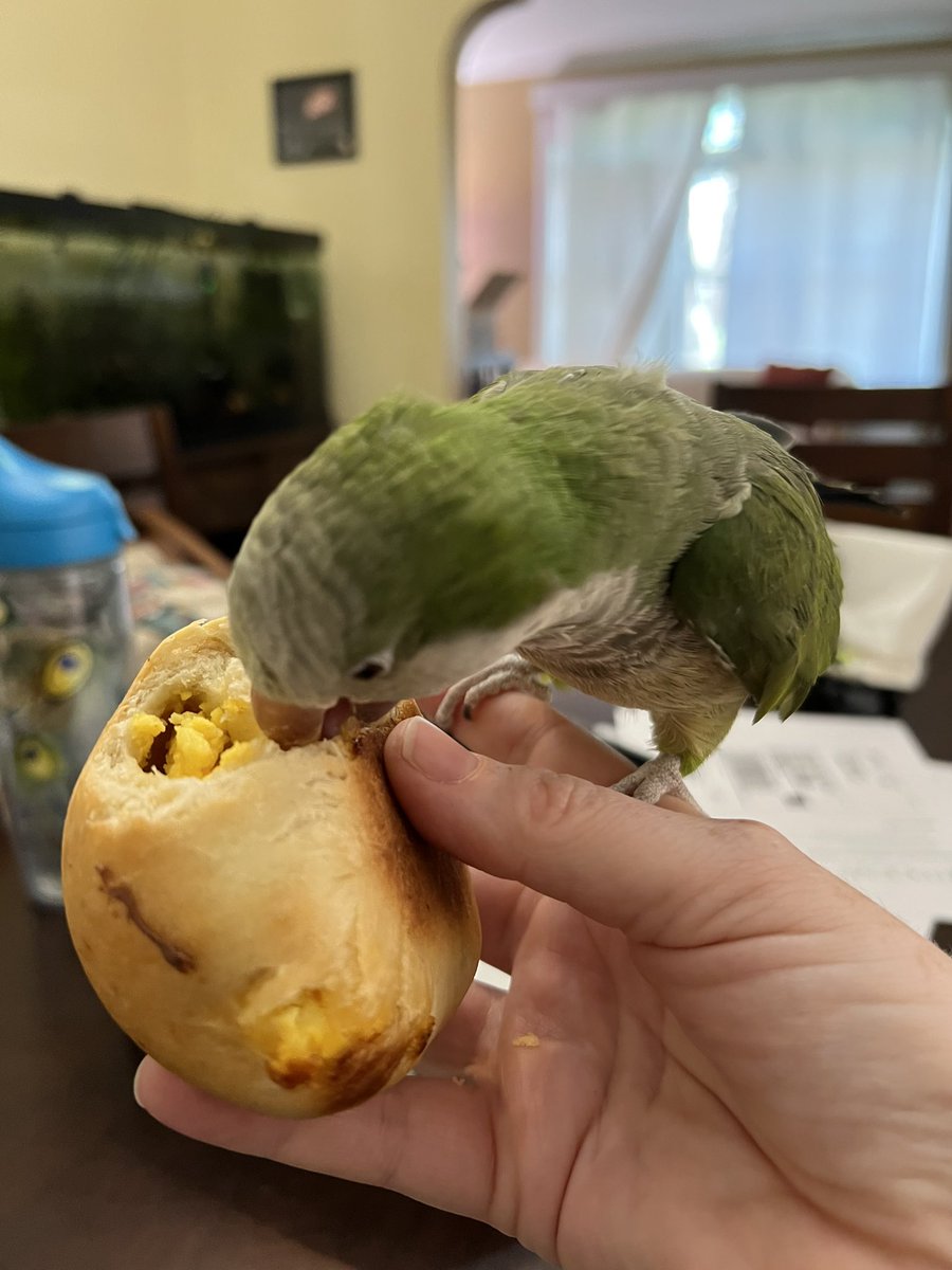 Hey <a href="/STLKolache/">St. Louis Kolache</a>, you have a new fan!