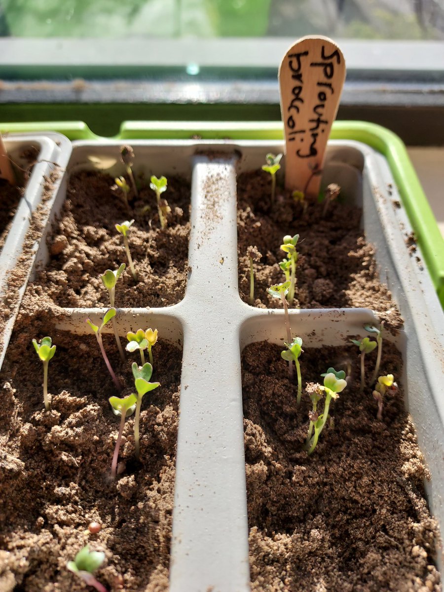 The sight of germinating seeds never fails to thrill #spring